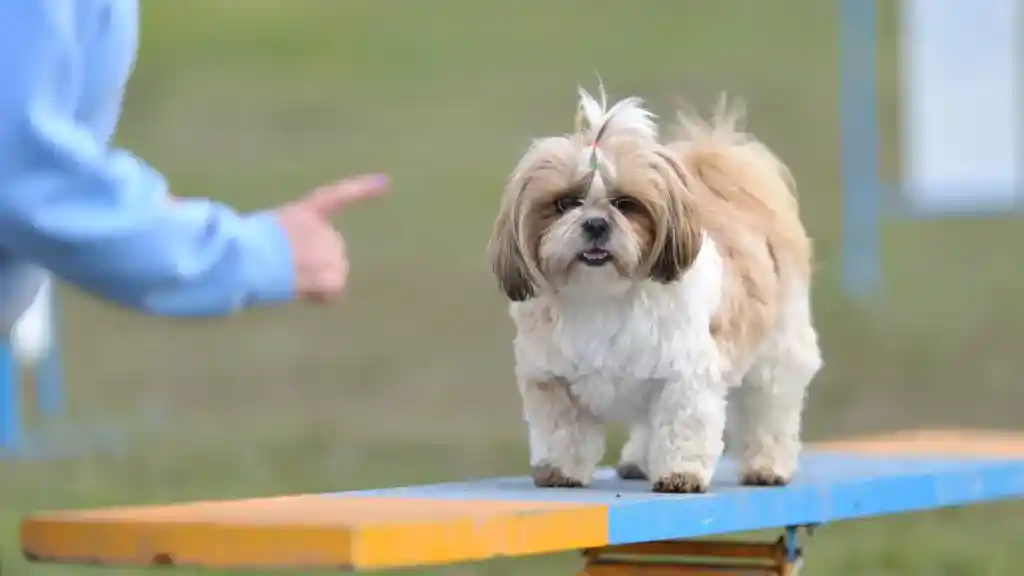 Como Adestrar Um Shih Tzu